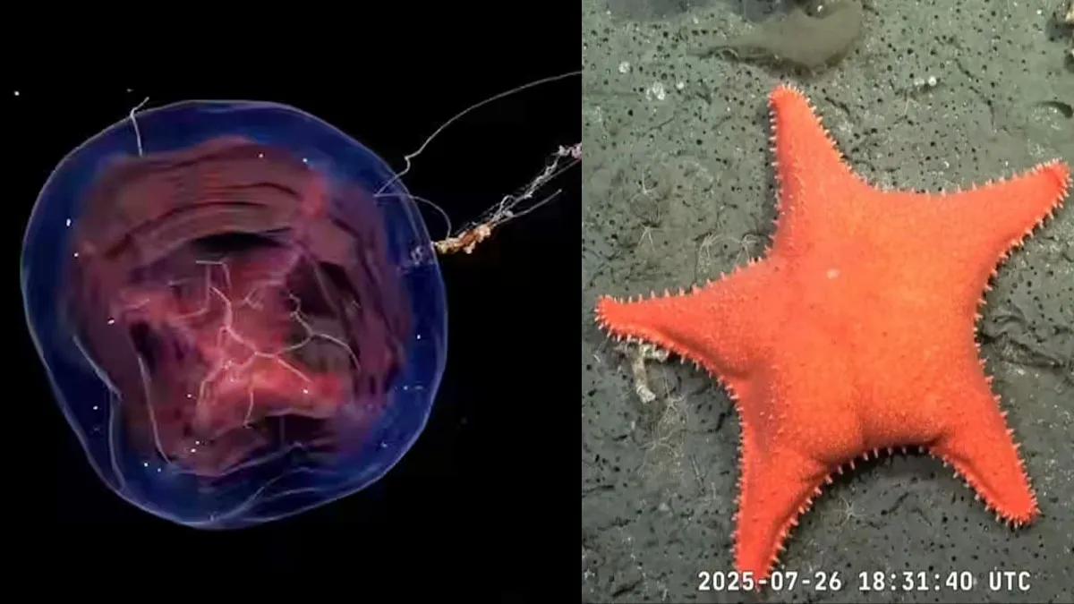 La ciencia en crisis: mientras celebramos descubrimientos, despiden investigadores